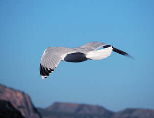 Seagul flying over the sea near the mountains