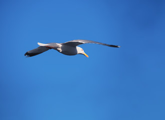 Fototapeta na wymiar Seagul flying over the sea near the mountains