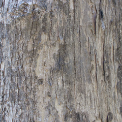 Tree Bark Texture Background