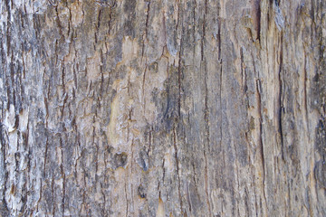 Tree Bark Texture Background