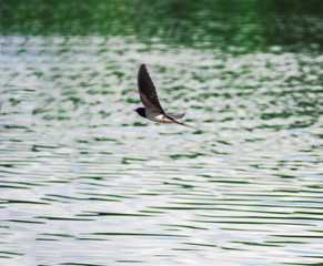 Swallow at the flight over the lake