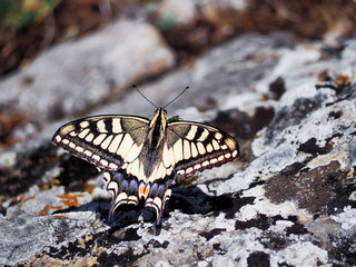 White butterfly machaon close up top view