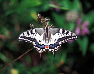 White butterfly machaon close up top view
