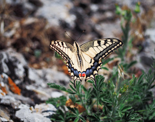 White butterfly machaon close up top view