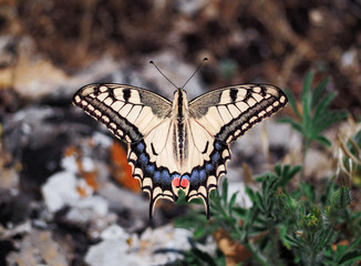 White butterfly machaon close up top view