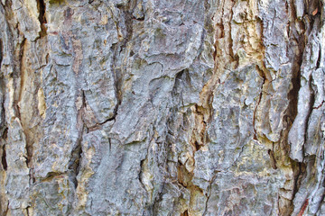 Tree Bark Texture Background