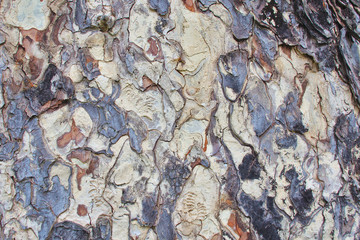 Tree Bark Texture Background