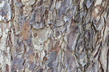 Tree Bark Texture Background