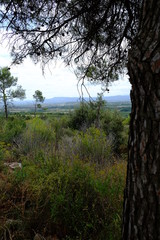 Fototapeta premium paysages du minervois