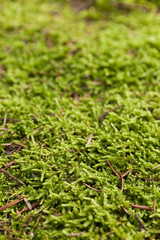Beautiful juicy green macro forest pattern, nature carpet.