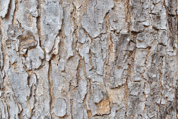 Tree Bark Texture Background