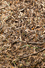 Anthill background, ant community or colony.