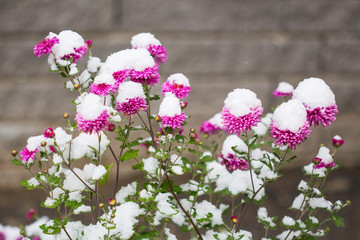autumn flowers under early snow. chrysanthemums in winter