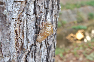 Insect moult on tree bark