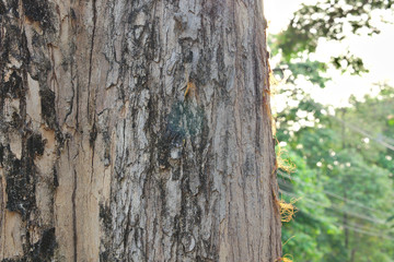 Tree Bark Texture Background
