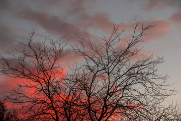 Dry black tree branches silhouetted against an ominous orange sky image with copy space