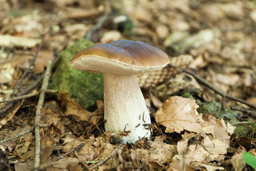 Wild porcini mushroom, wood autumn delicious brown boletus. Wild penny bun, cep, porcino.