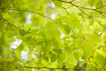 Background of beech leaves photographed toward the loght