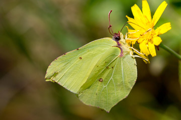 Zitronenfalter (Gonepteryx rhamni) auf der ostfriesischen Nordseeinsel Juist in Deutschland, Europa.