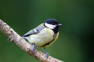 Kohlmeise (Parus major) im Garten.