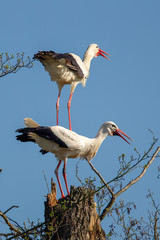 Ein Paar Weißstörche (Ciconia ciconia) auf einem abgestorbenen Baumstamm im Frühling im Naturschutzgebiet Mönchbruch bei Frankfurt, Deutschland.