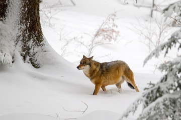 Wolf (Canis lupus) im Winter im Tier-Freigelände im Nationalpark Bayrischer Wald, Deutschland.