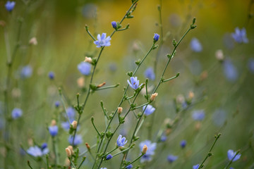 Tiny blue wildflowers