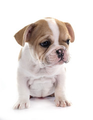 Obraz premium puppy french bulldog