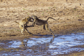 Chacma baboon in Kruger National park, South Africa