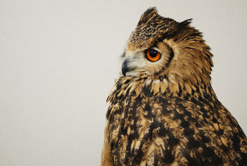 Close up of a long-eared owl