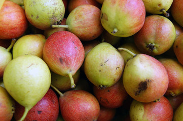 Ripe fruits pear harvest.Ripe fruits of the pear background