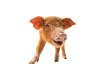 Fototapeta premium smiling piglet isolated