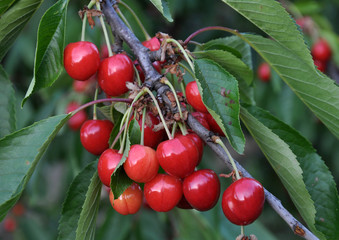 Branch with ripe berries of cherries
