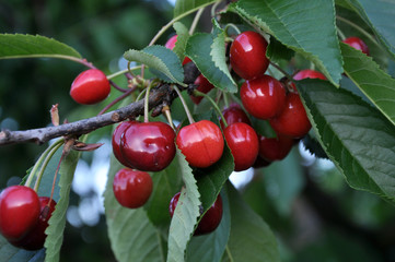 Branch with ripe berries of cherries