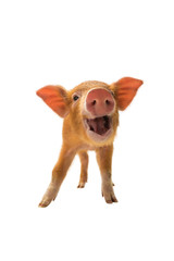 smiling piglet isolated