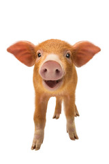 Obraz premium smiling piglet isolated