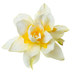 Naklejka na ściany i meble Yellow daisy flower daffodil isolated on white background.