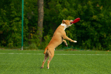 American Staffordshire Terrier dog on a summer day