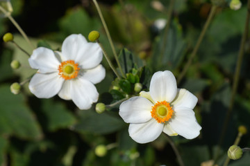 Japanese anemone Honorine Jobert