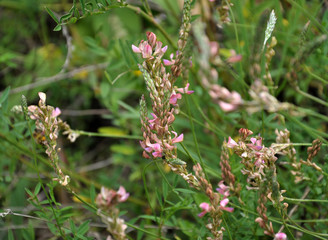 Pink flowers sainfoin