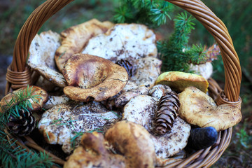 Full basket of autumn mushrooms. Natural organic food. Mushrooms in a natural setting, with earth, leaves and branches of needles. Autumn gathering of mushrooms. Composition with wild mushrooms.