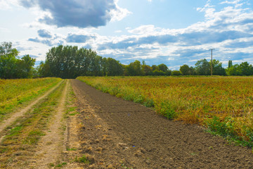 Fototapeta na wymiar Potato field in Rheinhessen in summer after long drought