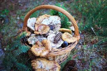 Full basket of autumn mushrooms. Natural organic food. Mushrooms in a natural setting, with earth, leaves and branches of needles. Autumn gathering of mushrooms. Composition with wild mushrooms.