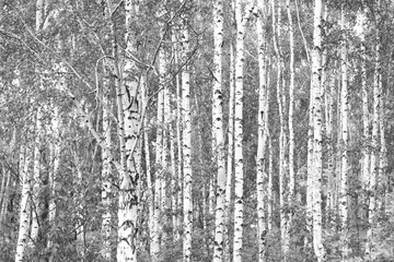 Fototapeta premium Black and white photo of black and white birches in birch grove with birch bark between other birches