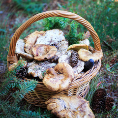 Full basket of autumn mushrooms. Natural organic food. Mushrooms in a natural setting, with earth, leaves and branches of needles. Autumn gathering of mushrooms. Composition with wild mushrooms.