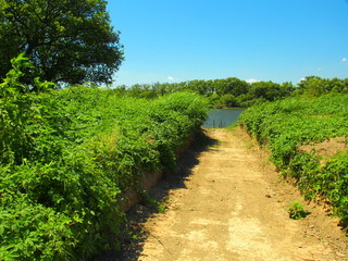 Obraz premium 江戸川に続く道風景