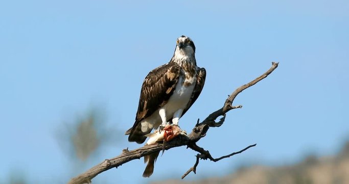 osprey or sea hawk with caughted fish, Africa Safari wildlife