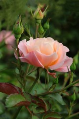 pretty pink rose close up