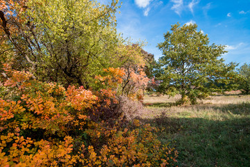 Trees at autumn