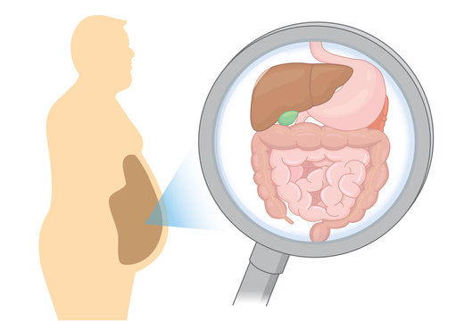 recommend clip art: Zoom in internal organ about digestion of Fat man with Magnifying glass. Illustration about health care and medical.